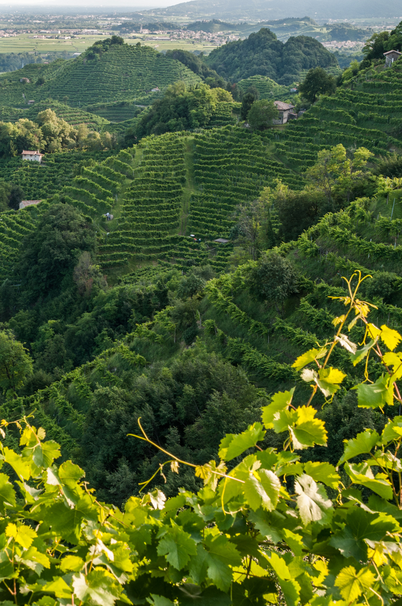 Die 50 Hektar Weinberge von La Tordera befinden sich im Gebiet Valdobbiadene-Conegliano.